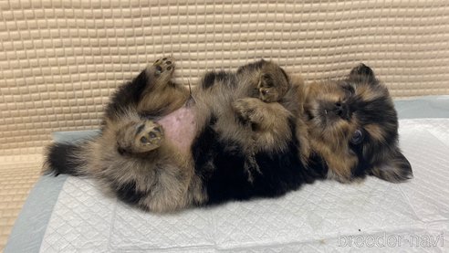 成約済の兵庫県のポメチワ:ポメラニアン×チワワ-348663の6枚目